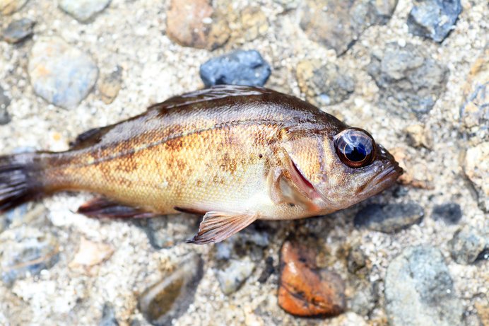 春告魚のデカ目さん☆メバルの視力って、やっぱりいいの？七十二候＜魚