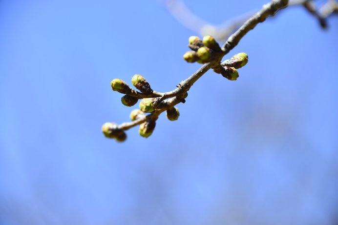 春はもうすぐそこに