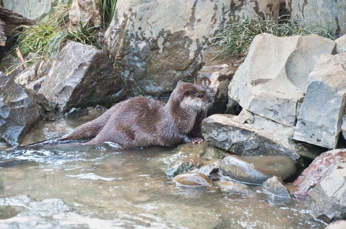 獺祭はホントのことだった！カワウソ驚きの生態