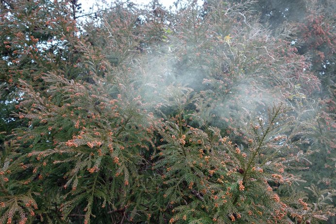 今年の花粉飛散状況は前シーズンより多め！? 早め早めの対策を！