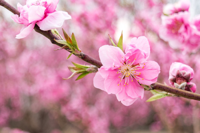 桃の節句！邪気払いの「桃」の花と「梅」「桜」の区別がつきますか？