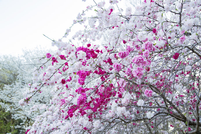 「源平桃」の開花時期は、桜と同様の季節とやや遅め