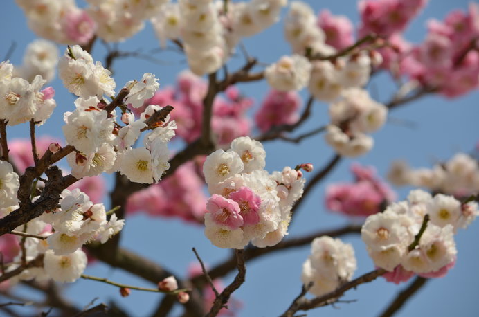 1本の梅の木に白と紅が!! なぜ同じ木に違う色の花が咲くのか。(季節