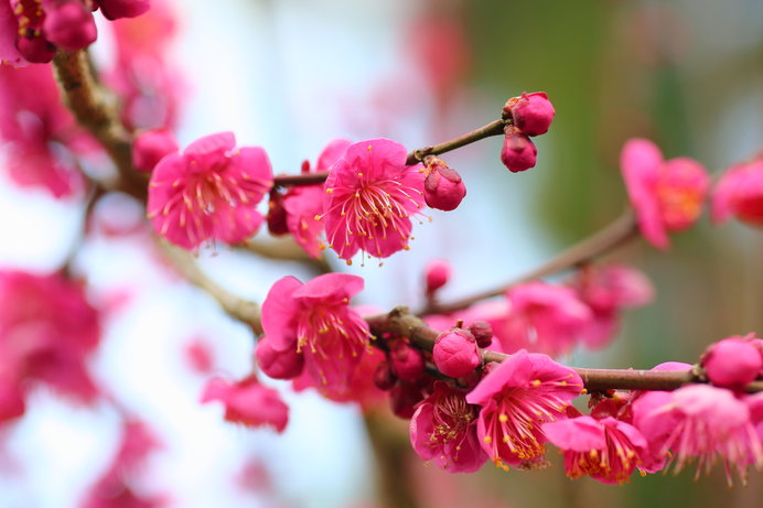 注目の 花梅一重咲きピンク 紅筆 【SALE】花梅一重咲きピンク 紅筆