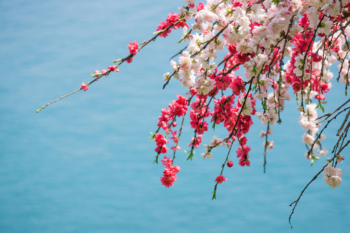 1本の梅の木に白と紅が なぜ同じ木に違う色の花が咲くのか Tenki Jpサプリ 18年03月19日 日本気象協会 Tenki Jp