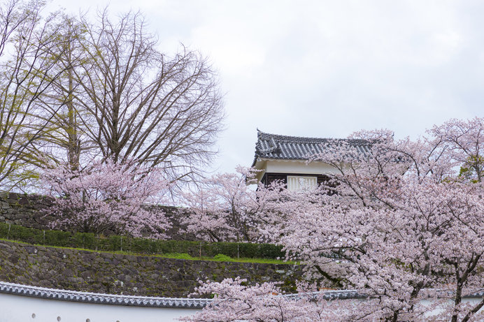 さあ桜の開花はまもなくです！〈桜の名所特集｜鹿児島・大分・宮崎・長崎〉