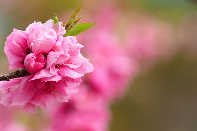 桃の花が咲く頃になりました。仲春第八候「桃始笑(ももはじめてさく)」です