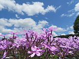 春を感じに芝桜観賞へ！中国・近畿編〈レジャー特集｜2018〉