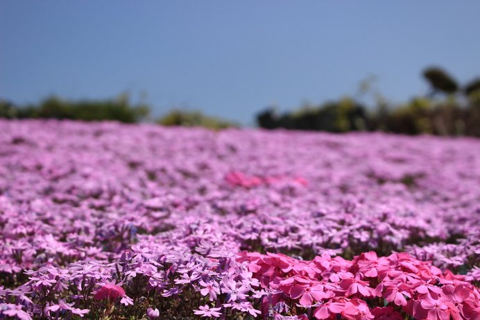 その名のとおり、まさに「花のじゅうたん」