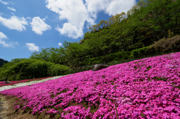 「花しょうぶ園」ですが、芝桜も見事！