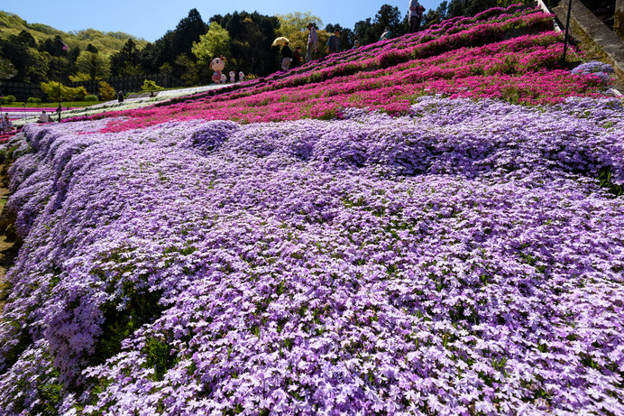 知る人ぞ知る芝桜の名所……なんと無料！