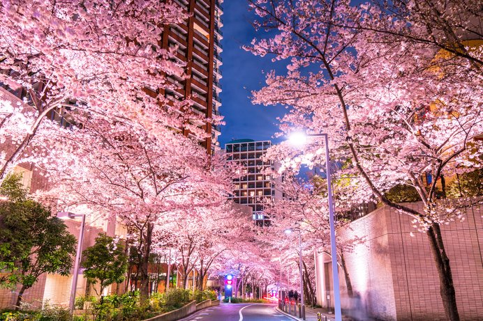春の宵を満喫しよう！東京の夜桜ライトアップ＜桜の名所特集2018｜東京＞