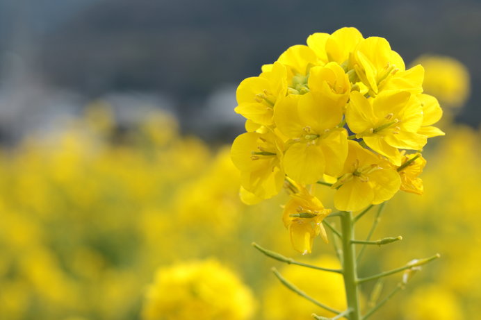 花言葉は 快活 そんな 菜の花 の様々な用途をご存知ですか Tenki Jpサプリ 18年03月12日 日本気象協会 Tenki Jp