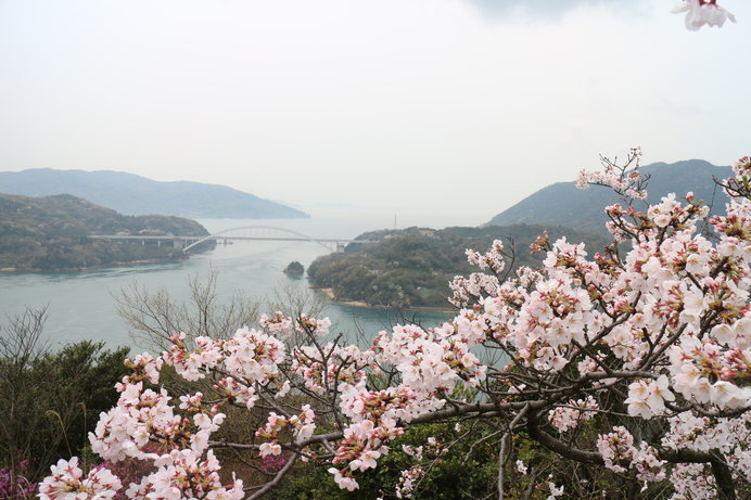 日中は瀬戸内の島々を一望できる開山公園。もちろん夜桜鑑賞もおすすめ！