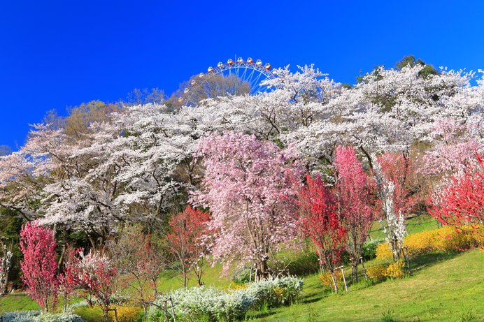 今年の桜に逢いに行こう 南関東のおすすめスポット 桜の名所特集18 関東 Tenki Jpサプリ 18年03月14日 日本気象協会 Tenki Jp