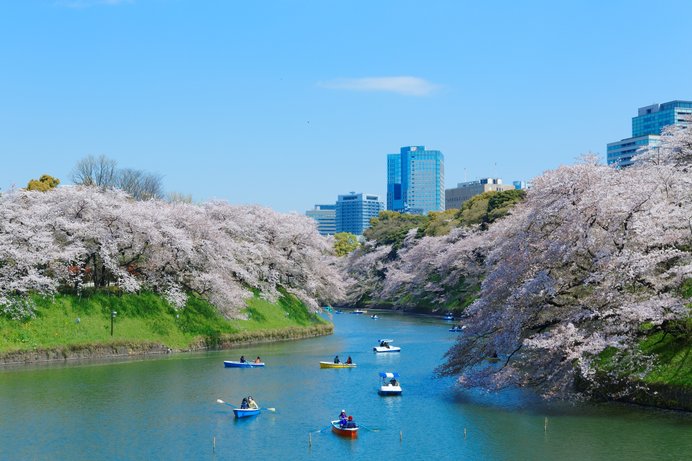 東京の名所！ 水上から眺める夜桜もおすすめ／千鳥ヶ淵（東京都千代田区）