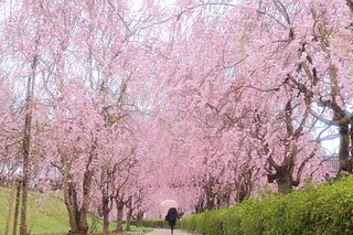 今年の桜に逢いに行こう！北関東のおすすめスポット＜桜の名所特集2018｜関東＞