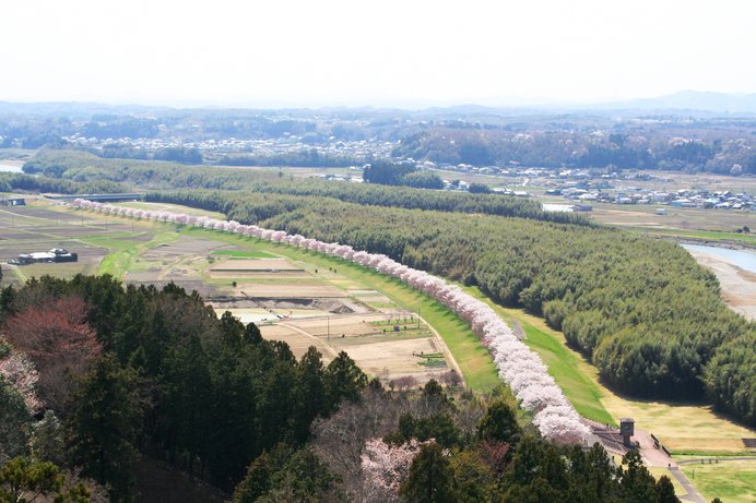 ピンクのベルト！ 夜はきらめく光が連なる桜づつみ☆／辰ノ口親水公園（茨城県）