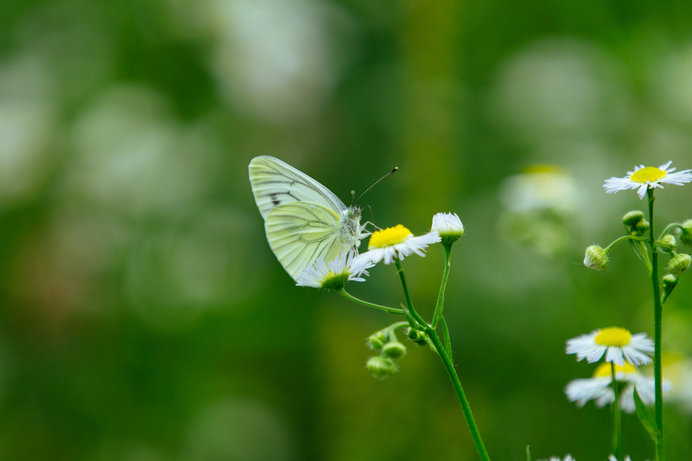 蝶とは一瞬の幻=IMAGOか？七十二候「菜虫化蝶(なむしちょうとなる)」