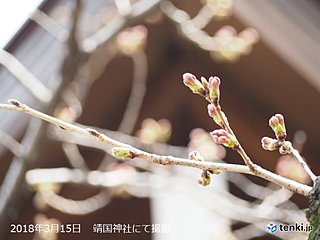 開花間近！？東京サクラレポート From 靖国神社