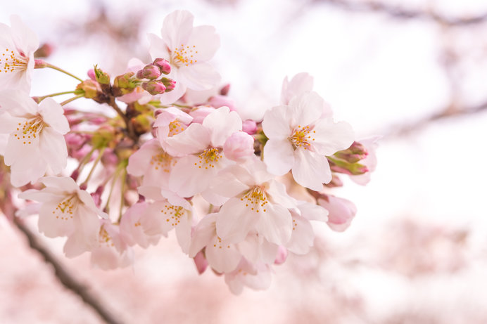 人々はなぜ、こんなにも桜に惹かれるのでしょう！