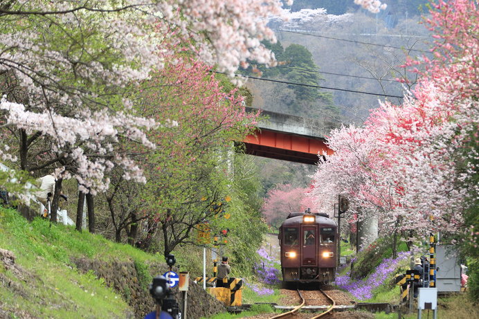 桜咲く春色の沿線を行く、わたらせ渓谷鐵道！