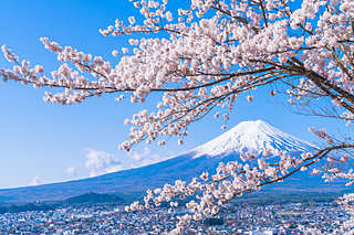 桜の季節がやってきた！こんなよもやま話ご存知ですか？復讐から精神美まで