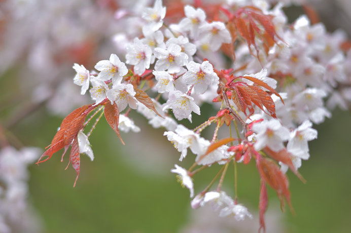 森の神様に救われた山桜