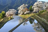 今年の桜に逢いに行こう！東海地方のおすすめスポット＜桜の名所特集2018｜東日本＞