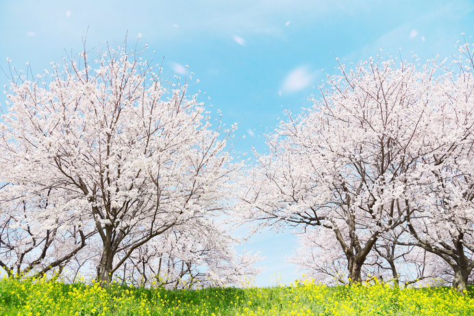 4月の詩歌 ── 和歌の桜、俳句の桜