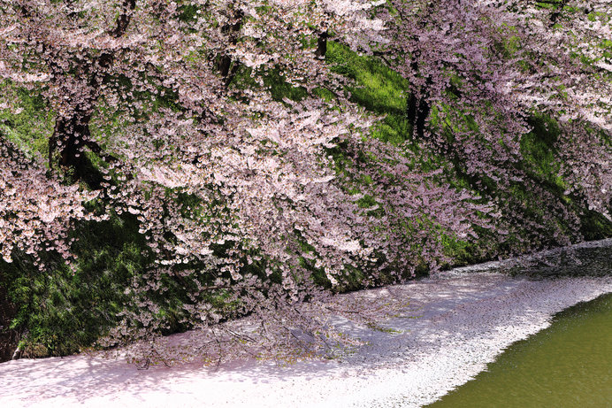4月の詩歌 和歌の桜 俳句の桜 Tenki Jpサプリ 18年03月25日 日本気象協会 Tenki Jp