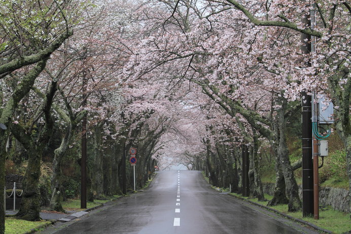 天気がコロコロ変わって嫌になっちゃう？春の風景を表す日本の言葉