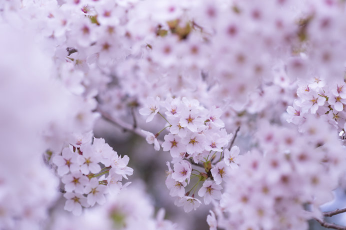 桜　春