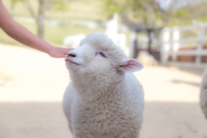 観光牧場で動物たちとふれあってみませんか？関西のおすすめスポット＜レジャー特集｜2018＞