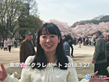 満開！！東京サクラレポート