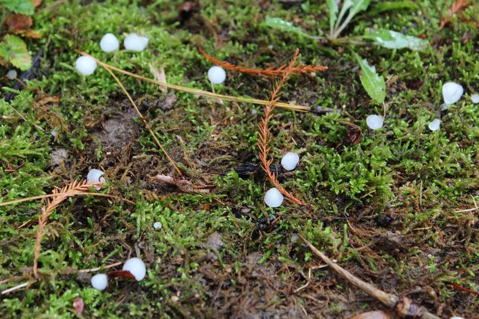 6～7mmの雹が降ることも