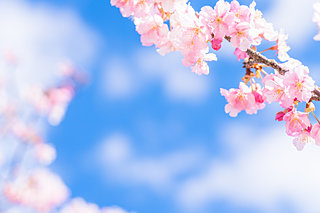 春爛漫の４月「卯月」。満開の花時が訪れる桜前線北上中！