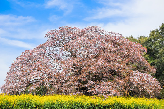 吉高の大桜