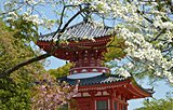 晩春から初夏にかけてが盛り──花水木