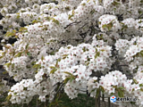 幻の 桜探して いざ京都