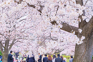 桜前線 北上!!東北の桜はこれから!!＜桜の名所特集2018／東北＞