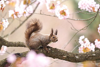 桜前線 北上!!北海道の桜はこれから!!＜桜の名所特集2018／北海道＞