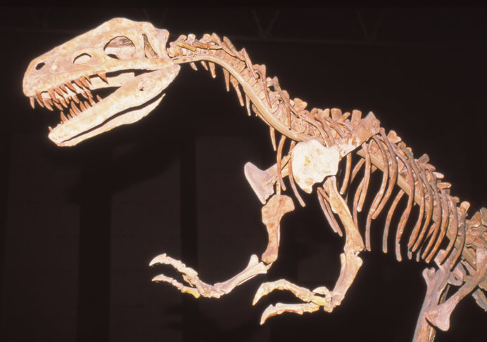 ダントツ人気のティラノサウルス。どんな姿でどう動いていたのか？