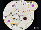 花粉はどのように観測されているの？