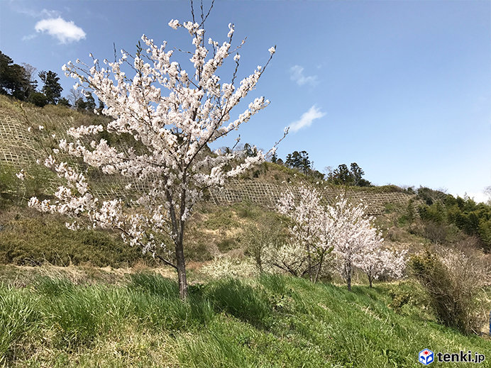 桜は急傾斜に植えられているため、草刈は大仕事