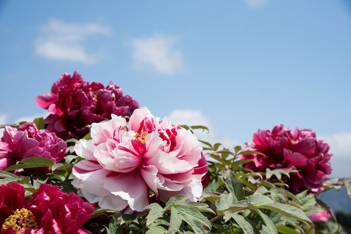 これから見頃 和洋にマッチする芍薬 シャクヤク の花の魅力 季節 暮らしの話題 18年04月23日 日本気象協会 Tenki Jp