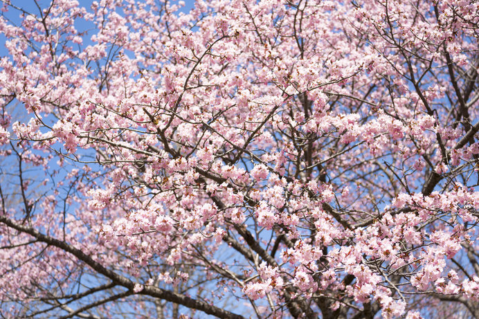 北海道のエゾヤマザクラは、なぜ色が濃い?