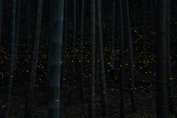 ゲンジボタルの強い光は、暗闇に包まれた竹林を幻想的に浮かび上がらせる