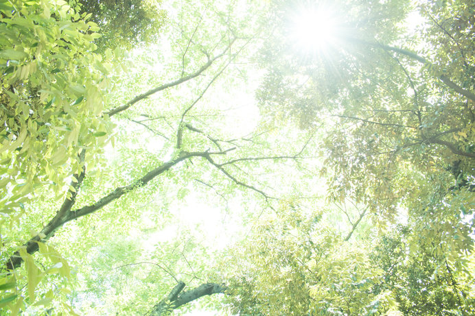 日本は世界屈指の森林国!?日本の森林で五感を開く森林セラピーのススメ