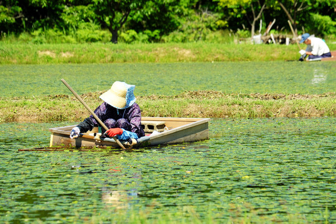 秋田県が生産日本一。小舟に乗って、一つずつていねいに摘み取る